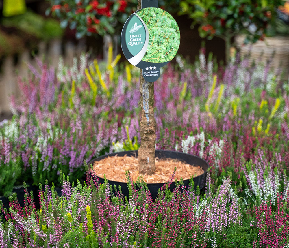 Buitenplanten van Tuincentrum regio Oosterhout; Henk Dank Versboerderij